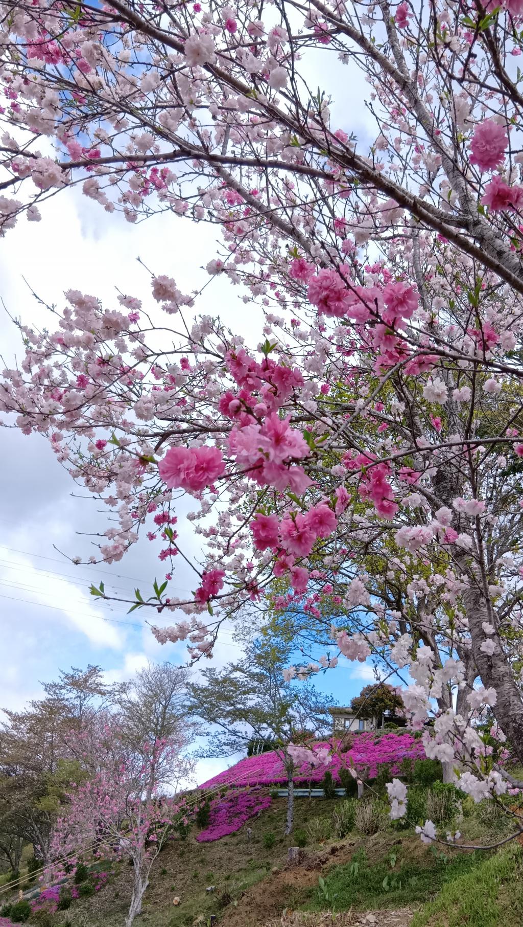 こちらが、先日高松市西植田町の
芝桜が有名なカフェ、ジャルダンで見た源平桃です。
皆さんお店の名前間違ってましたよ
ジャルダンです
