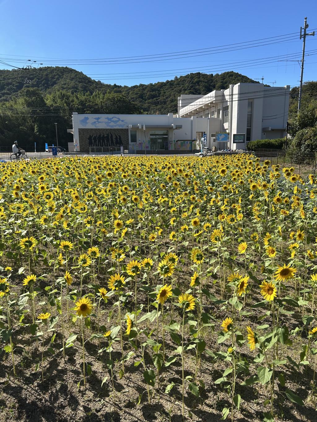 見てきました本島ひまわり素晴らしい所でした作品も近くにあるところです