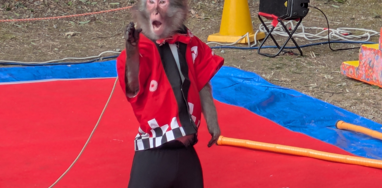 日光おさるランド
ゆうやと和 (なごみ)コンビによる
新年猿まわし公演が 1月25日まで
金刀比羅宮、表参道石段の275段目
「琴陵宥常銅像」広場で行われています
（水、木曜日 は休演）https://maps.app.goo.gl/tYzCSCH6kHzApB8N9