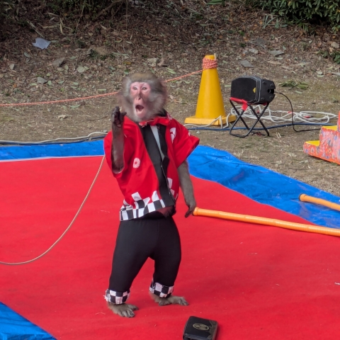 日光おさるランド
ゆうやと和 (なごみ)コンビによる
新年猿まわし公演が 1月25日まで
金刀比羅宮、表参道石段の275段目
「琴陵宥常銅像」広場で行われています
（水、木曜日 は休演）https://maps.app.goo.gl/tYzCSCH6kHzApB8N9