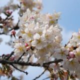 総本山善通寺公式サイトより、総本山善通寺の桜