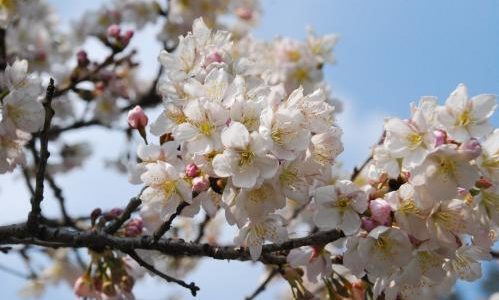 【2019年】もうすぐ開花！中讃地区のお花見スポットまとめ