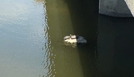 金倉川で亀が「甲羅干し」してた。時間の流れが止まってるみたい