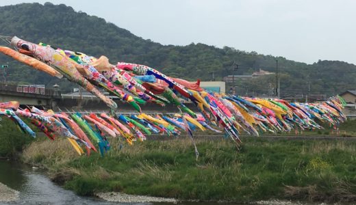 土器川に鯉のぼりが泳ぎだしました。「鯉のぼり吊り渡し」