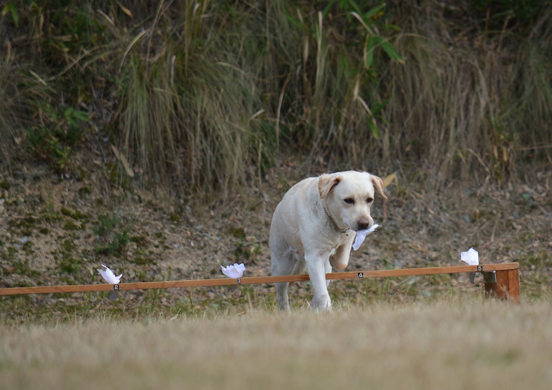 まるつークイズ 警察犬きな子の孫娘の 昔の 名前は何 丸亀つーしん