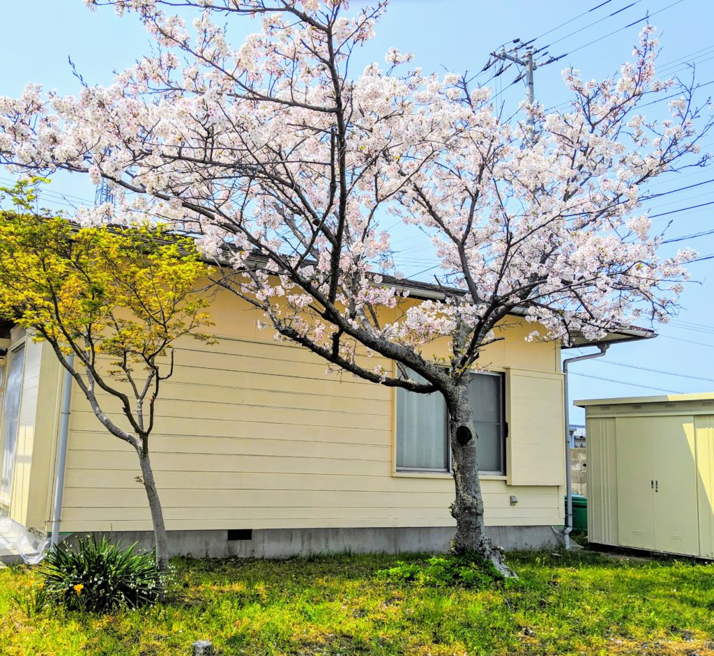 さくら 満開の桜