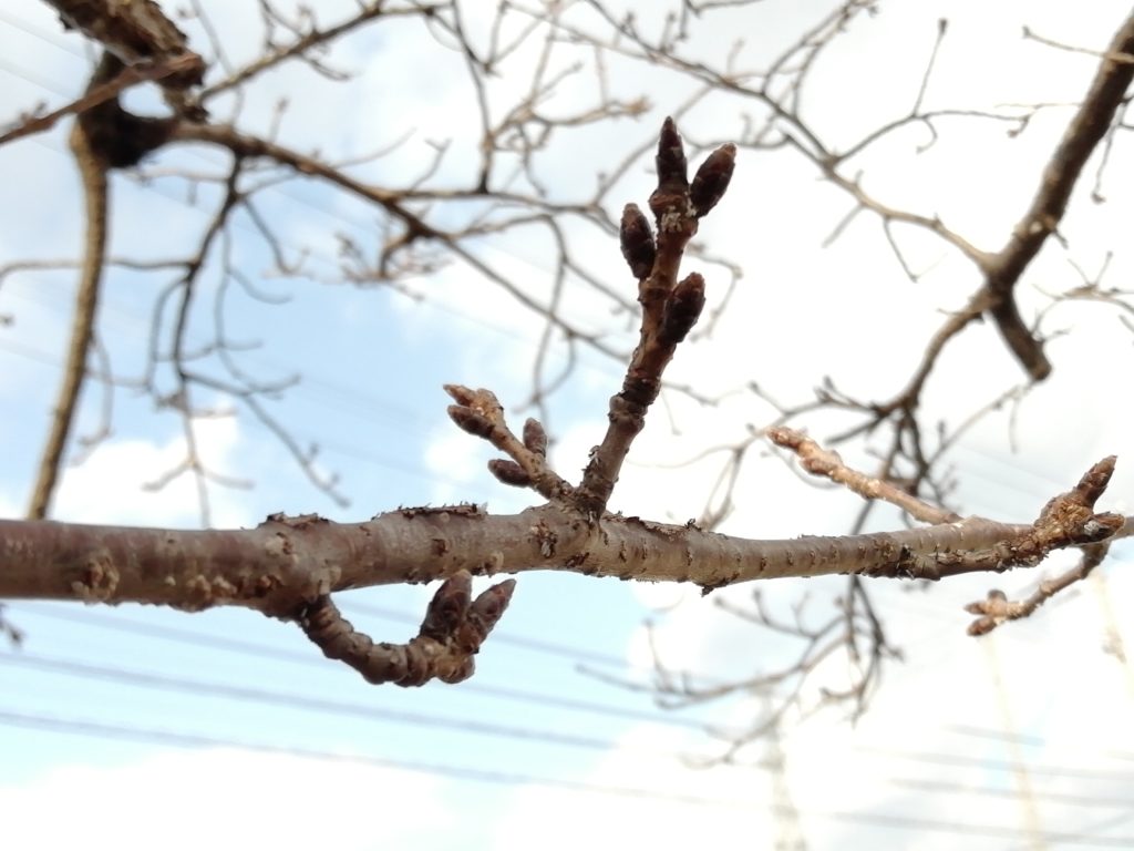 桜のつぼみ