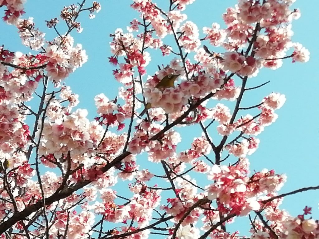 寒桜とメジロ