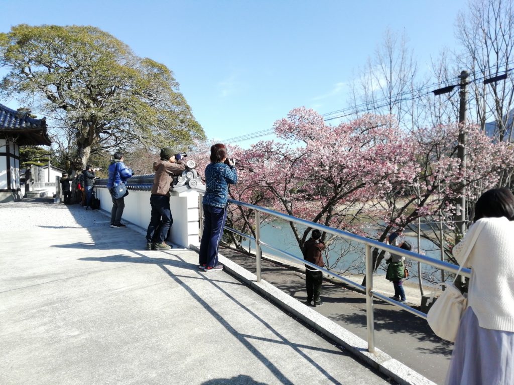 福成寺 寒桜 撮影者たち