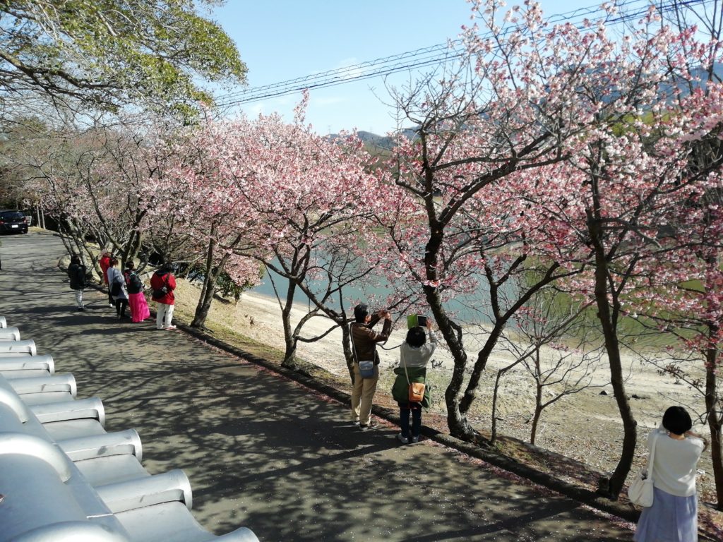 福成寺 寒桜 撮影者たち