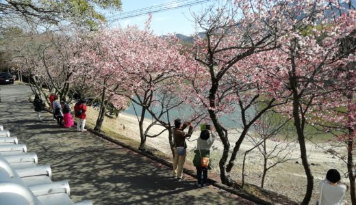 綾歌町栗熊西にある「福成寺」の寒桜がそろそろ見頃と思って行ってきた