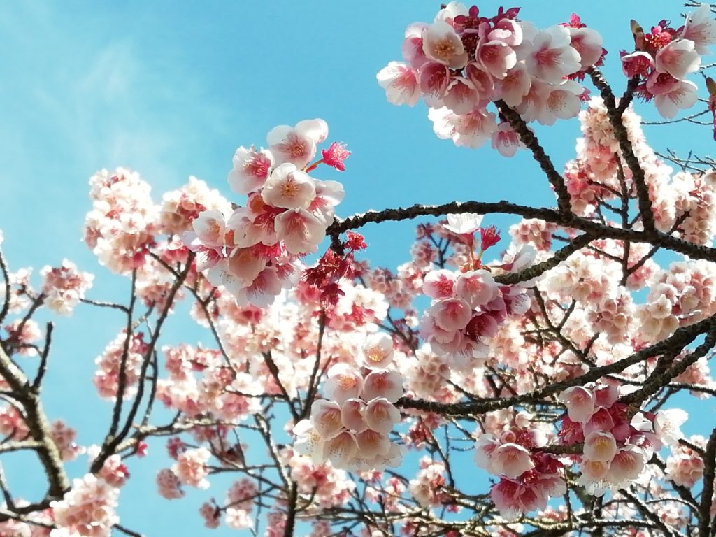 福成寺 寒桜