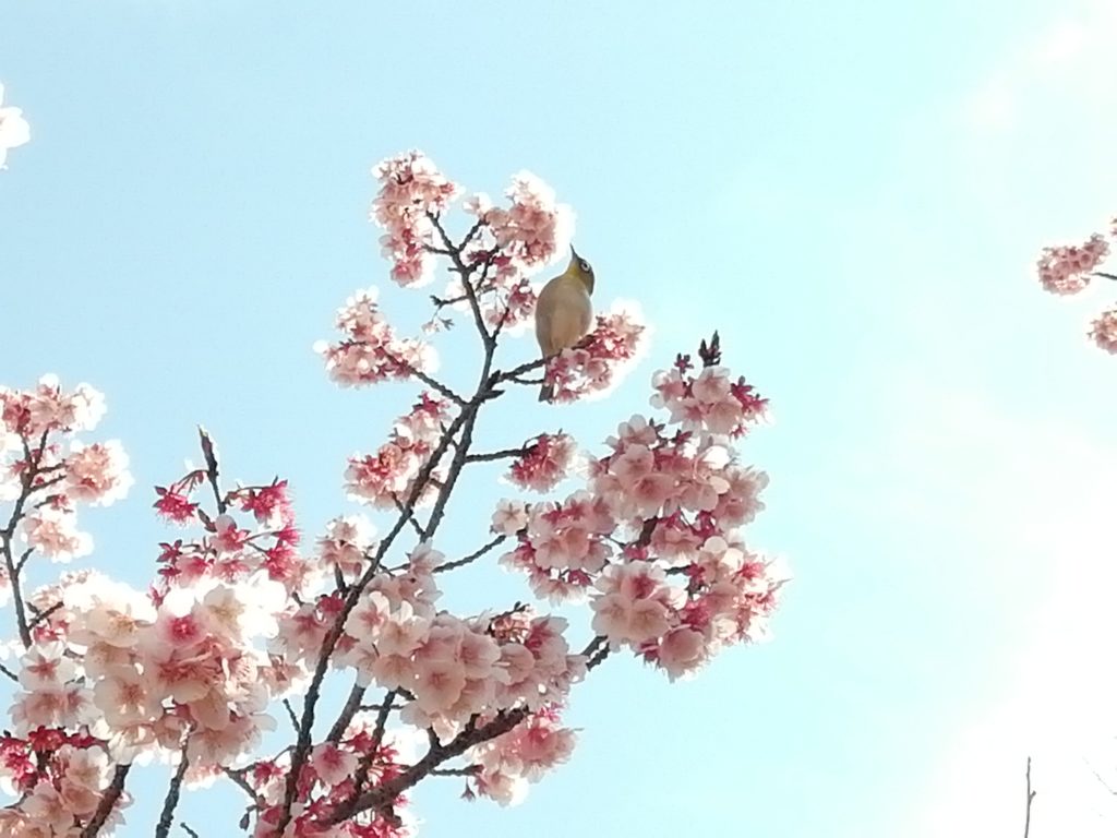 寒桜とメジロ