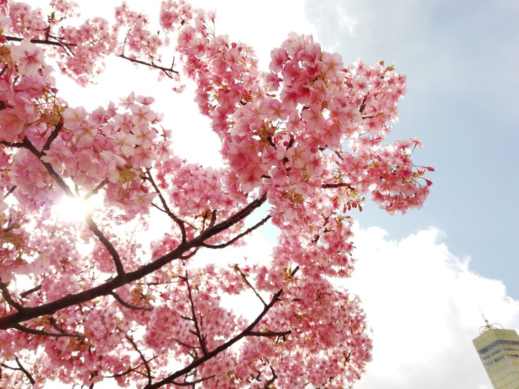 さくらの広場 河津桜