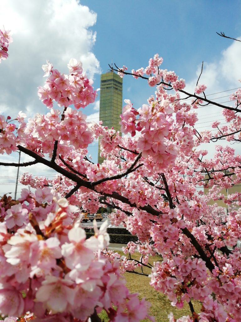 河津桜 ゴールドタワー