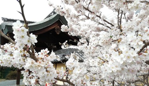 総本山善通寺の「涅槃桜(ねはんざくら)」が見頃だと聞いて見に行ってきた