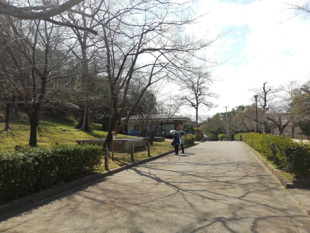 丸亀城 開花基準木