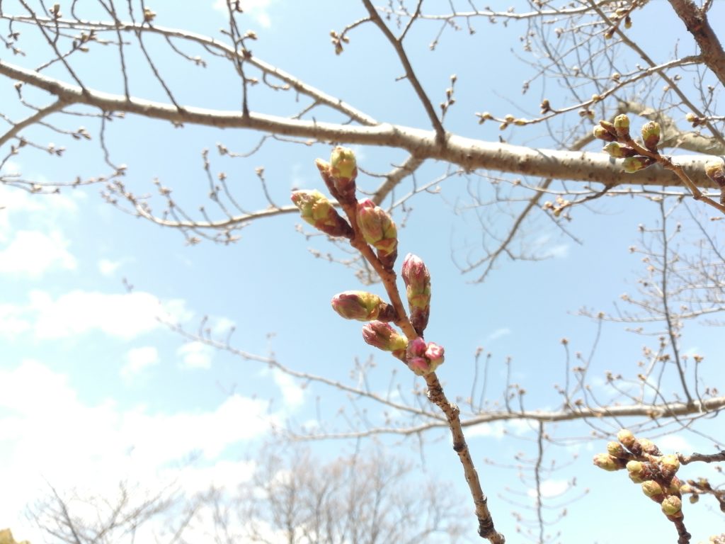 うるし林の桜 つぼみ