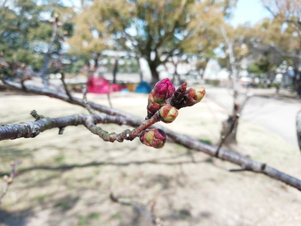 旧開花基準木のつぼみ