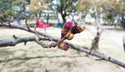 丸亀城の桜、そろそろ咲きそう。ところで3年前から開花基準木が変わってたの、知ってた？