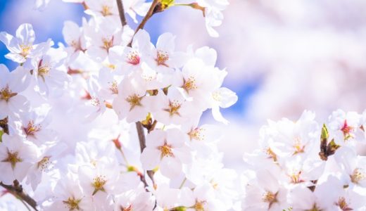 【2020年】中讃地区の桜スポットまとめ