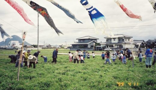 金倉町の「れんげ街道」にレンゲが1本も咲いてない。レンゲはどこへ？