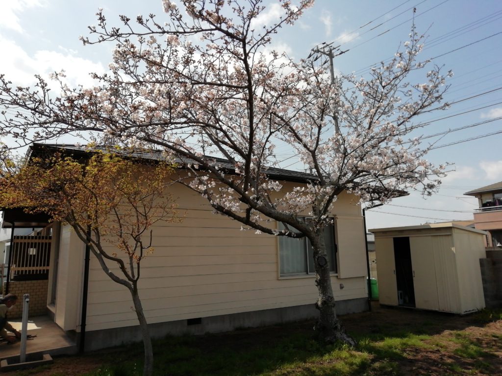 一棟貸しの宿 さくら 桜と外観