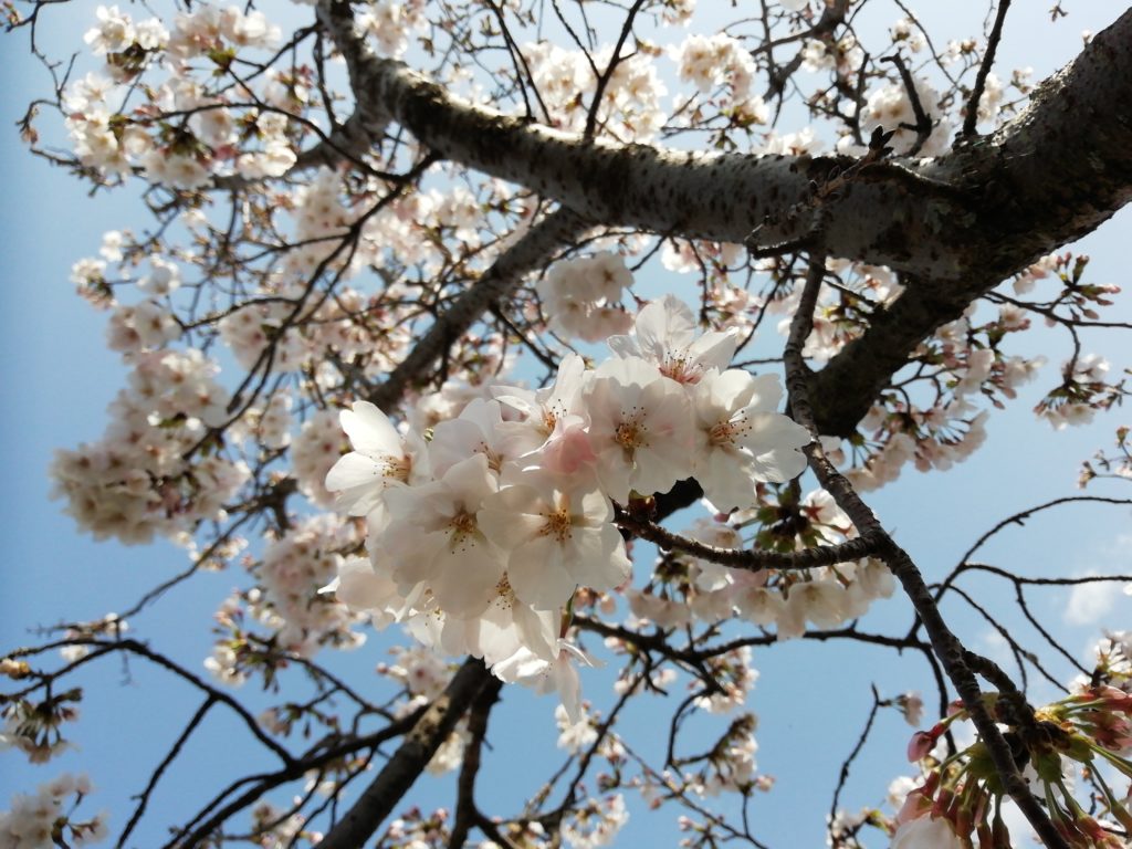 一棟貸しの宿さくら 桜