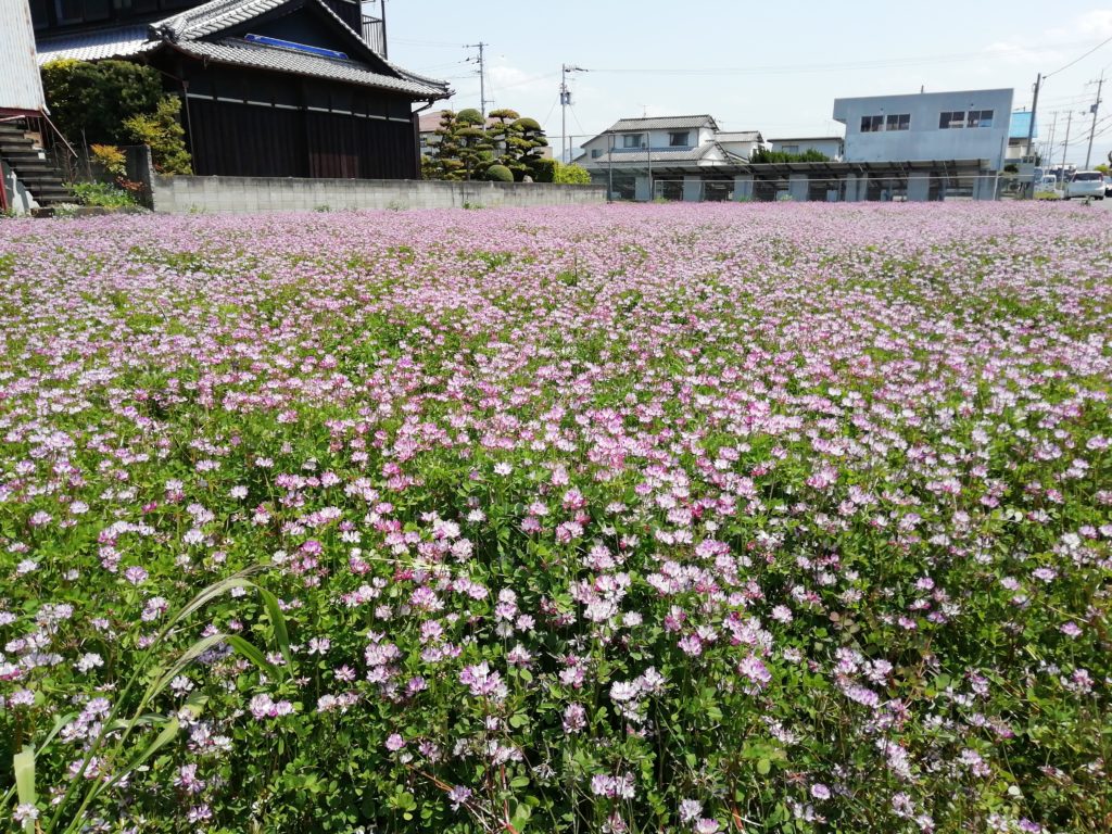 郡家町　レンゲ畑