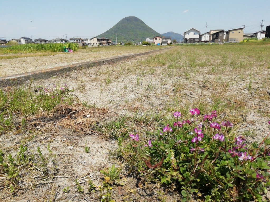 郡家町　領家重元　レンゲ