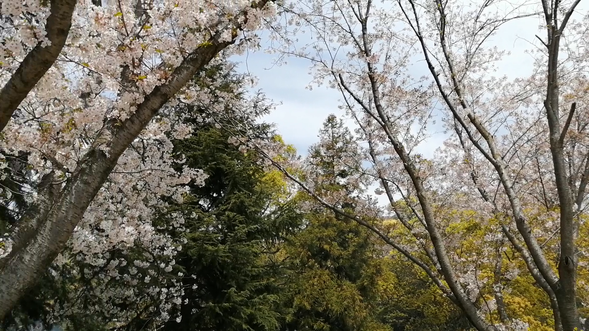 青の山