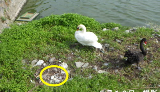 【追記あり】丸亀城の白鳥が卵を温めなくなったので、機械の手を借りることになったみたい