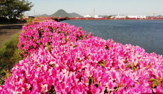 村上池のツツジを見に行ってきた