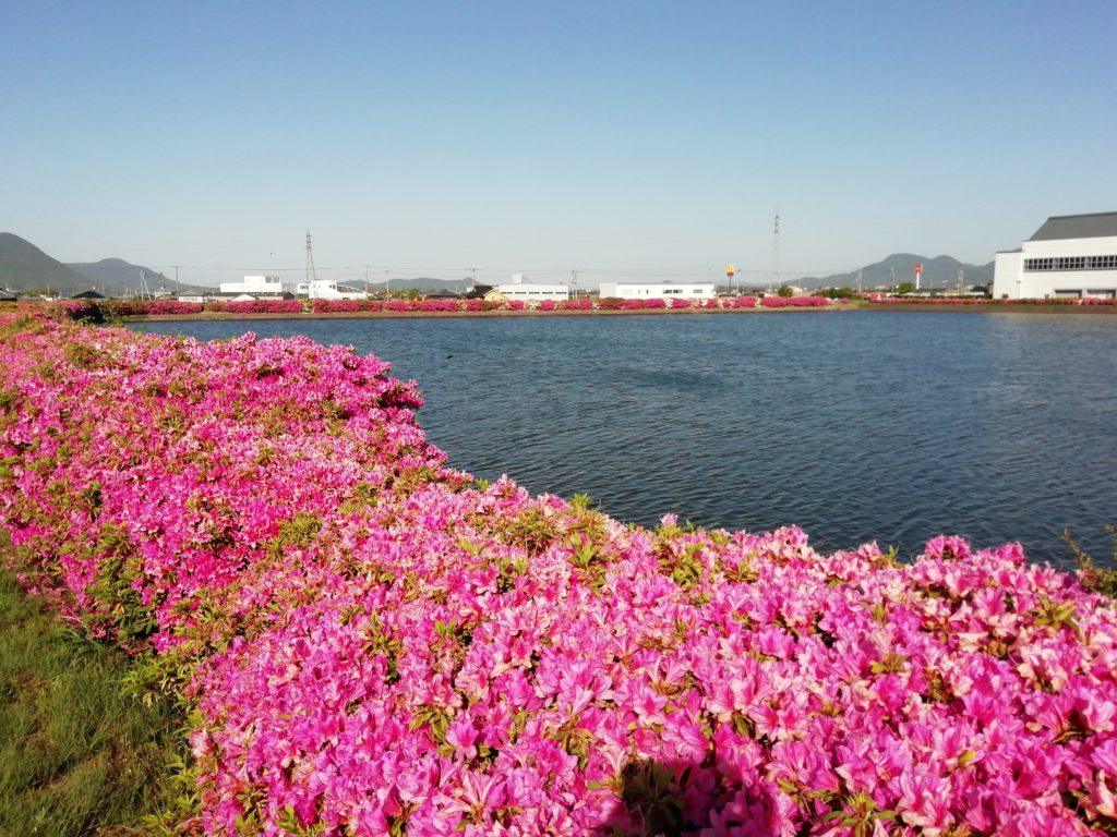 ツツジと村上池