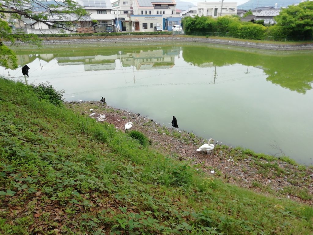 丸亀城内堀 土橋北側の白鳥