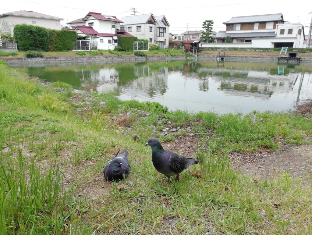 丸亀城内堀 ハト