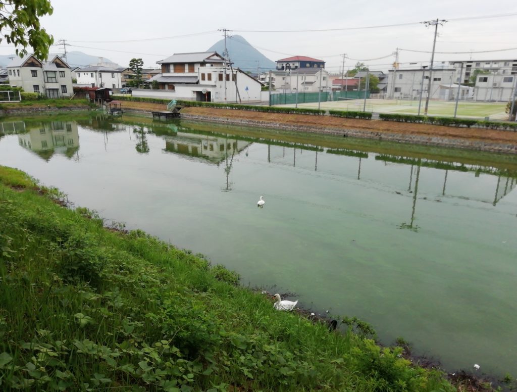 丸亀城 内堀土橋南側の白鳥