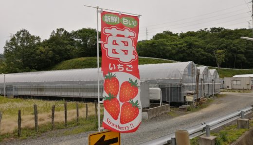 綾歌町富熊の「イチゴ無人販売所」6月中頃まで販売してる