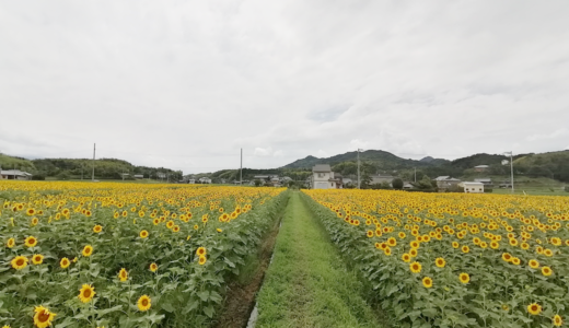 まんのう町帆山地区「ひまわり畑」雨が続く中でも元気に開花