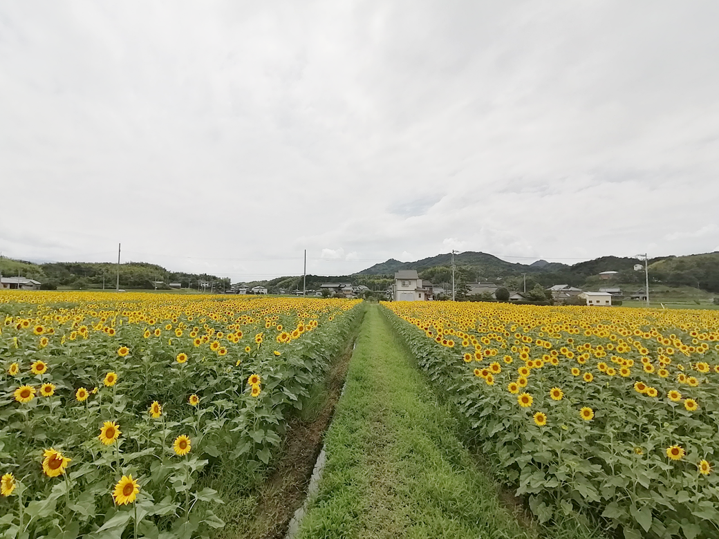 まんのう町 ひまわり畑