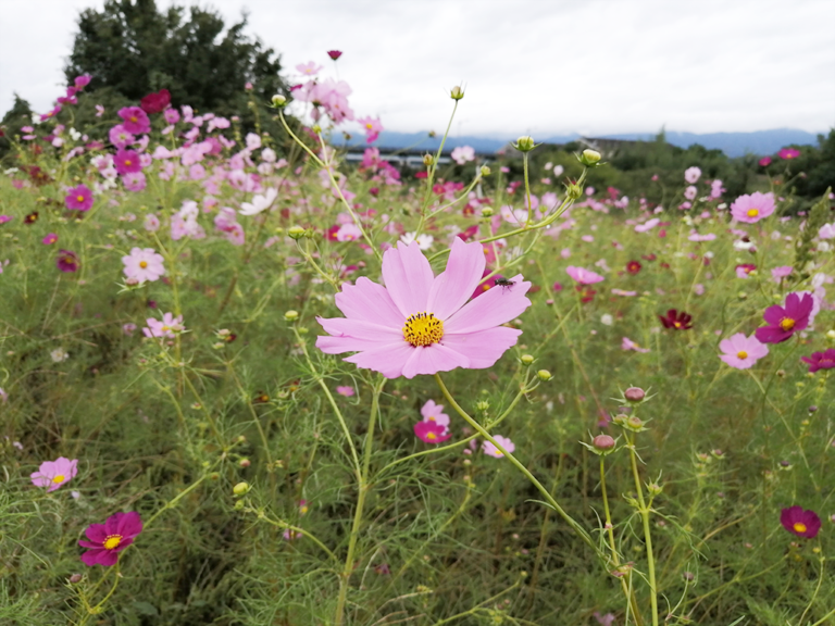 長尾ふれあいパークのコスモス開花状況を見てきた