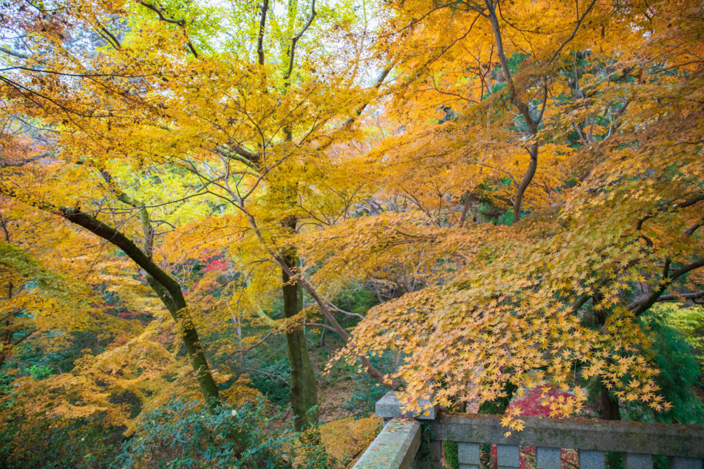 金刀比羅宮 紅葉祭