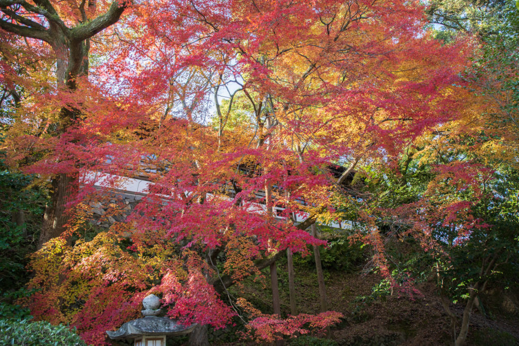 金刀比羅宮 紅葉祭