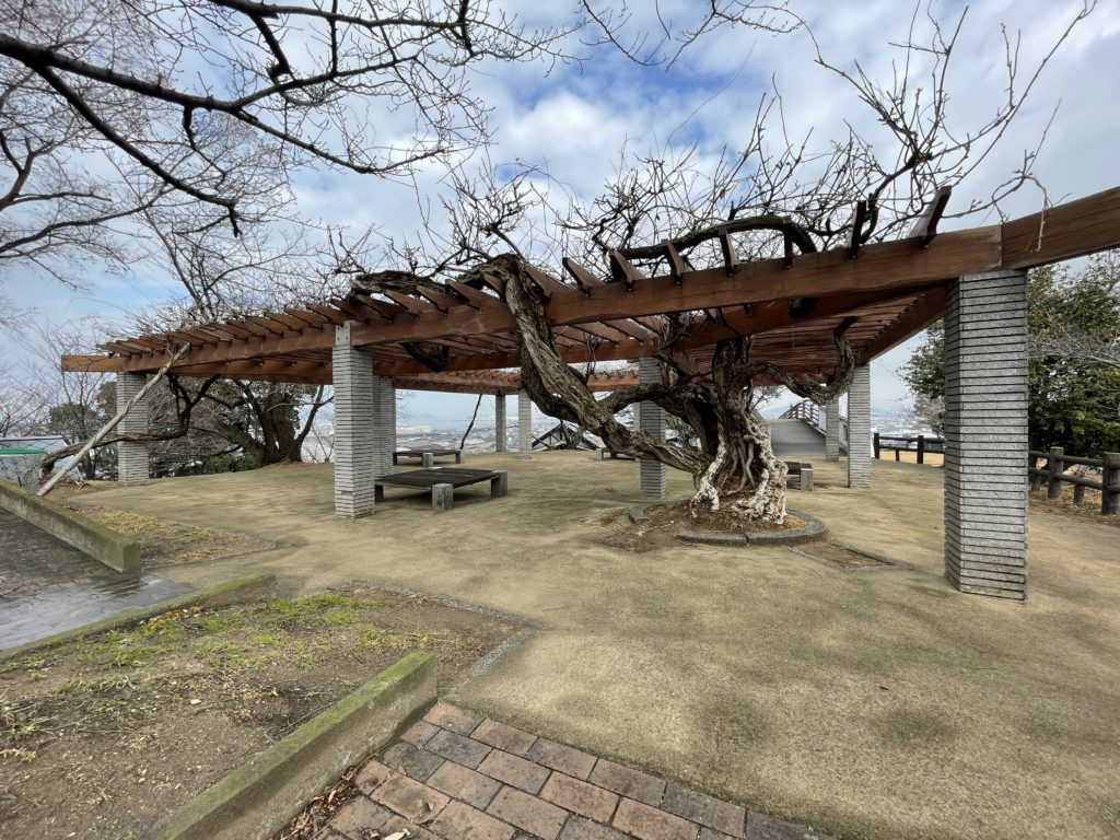 多度津町 桃陵公園