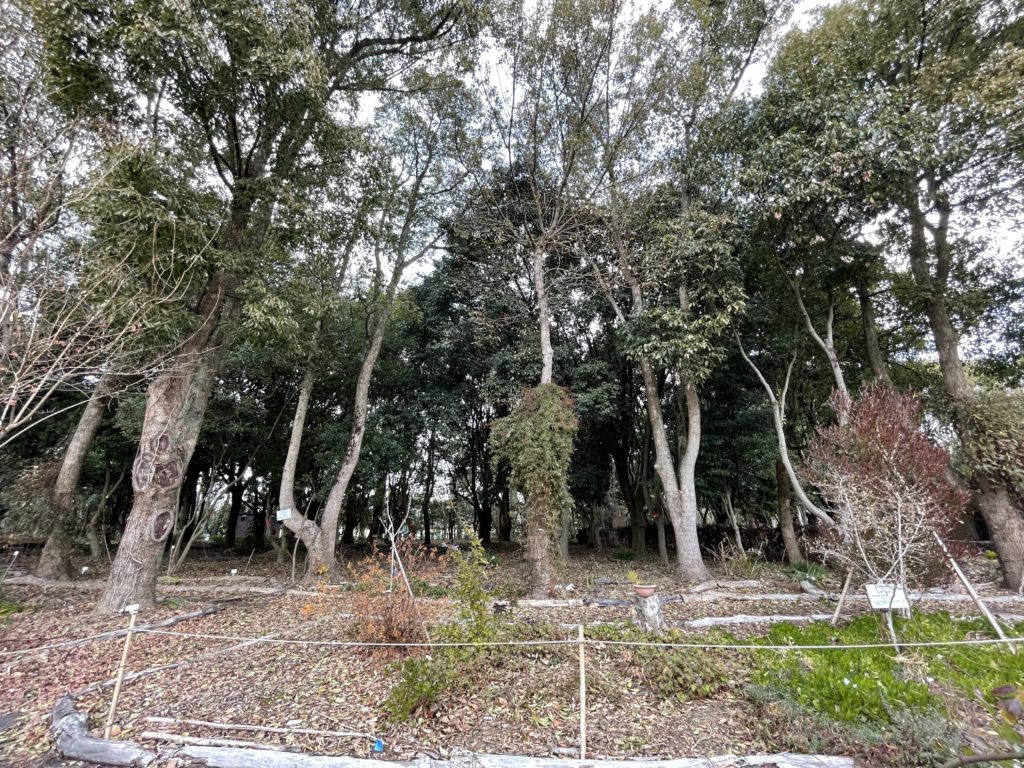 坂出市 番の州公園