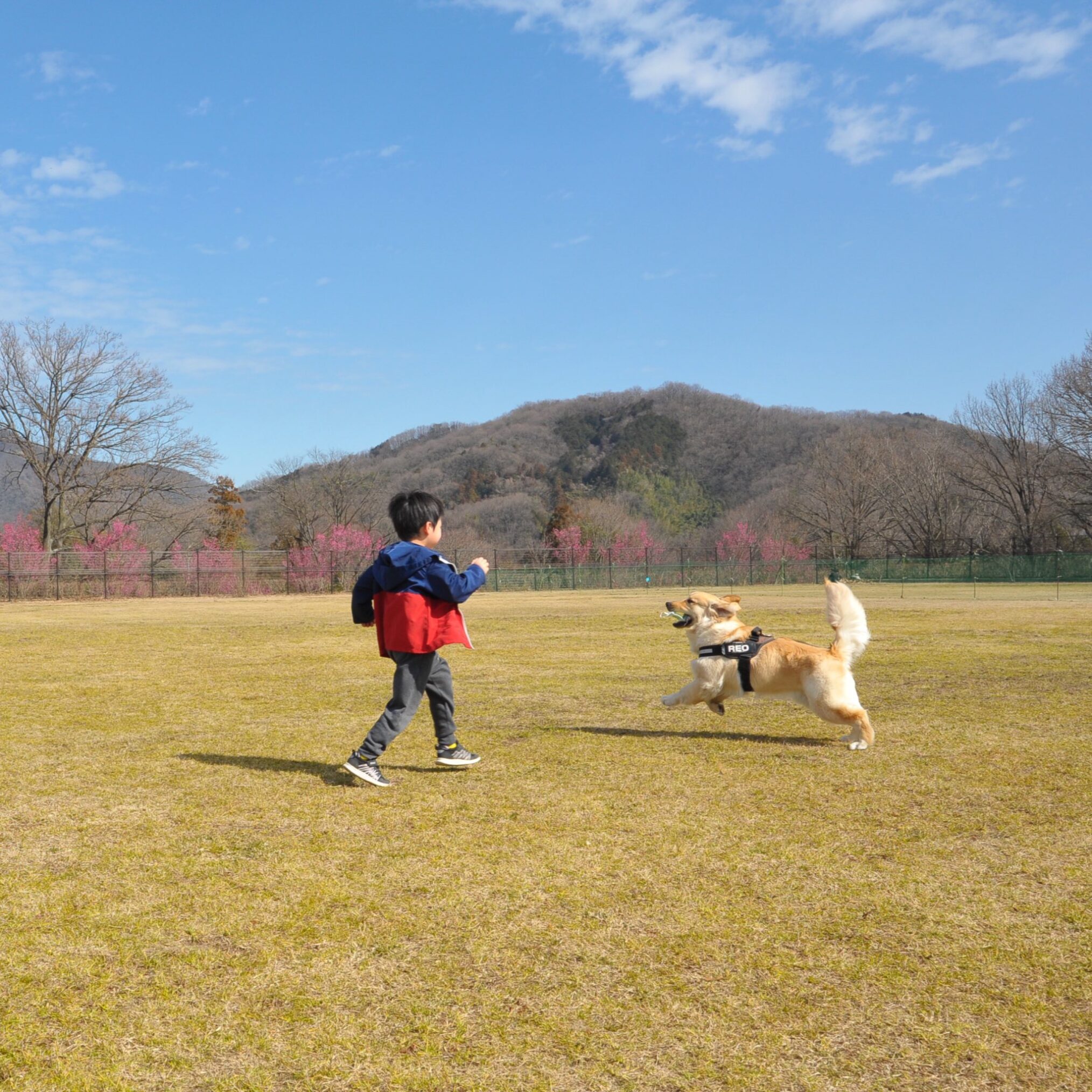 国営讃岐まんのう公園 冬季限定！特設ドッグラン