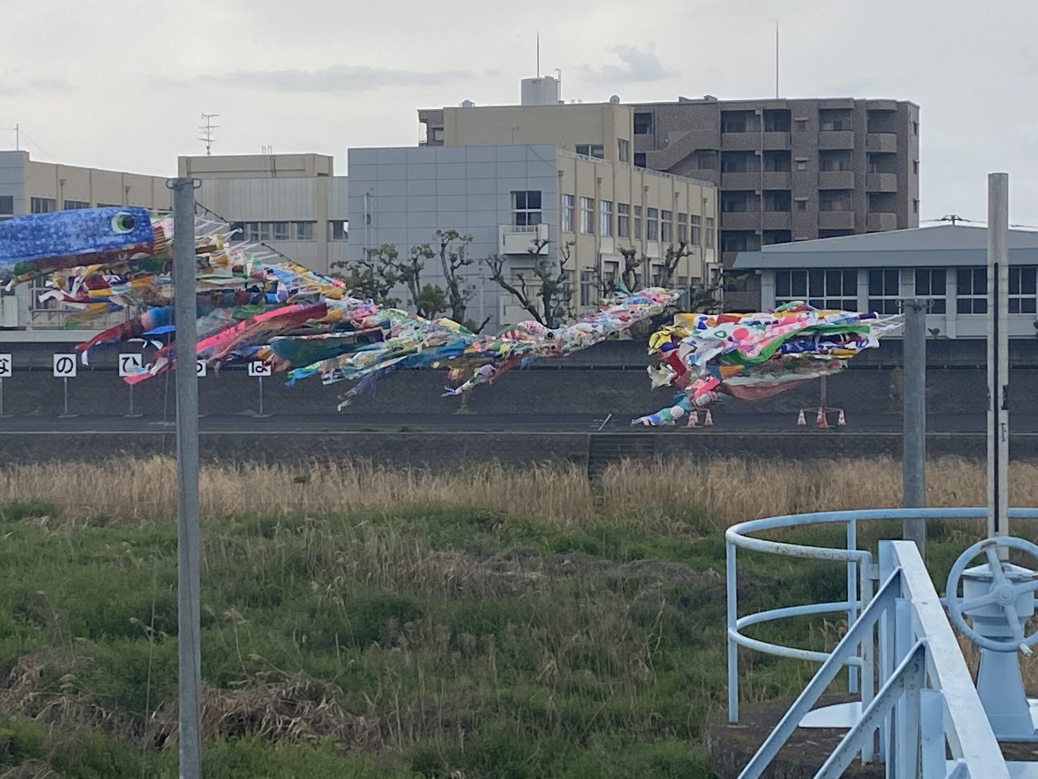 土器町西 土器川 こいのぼり