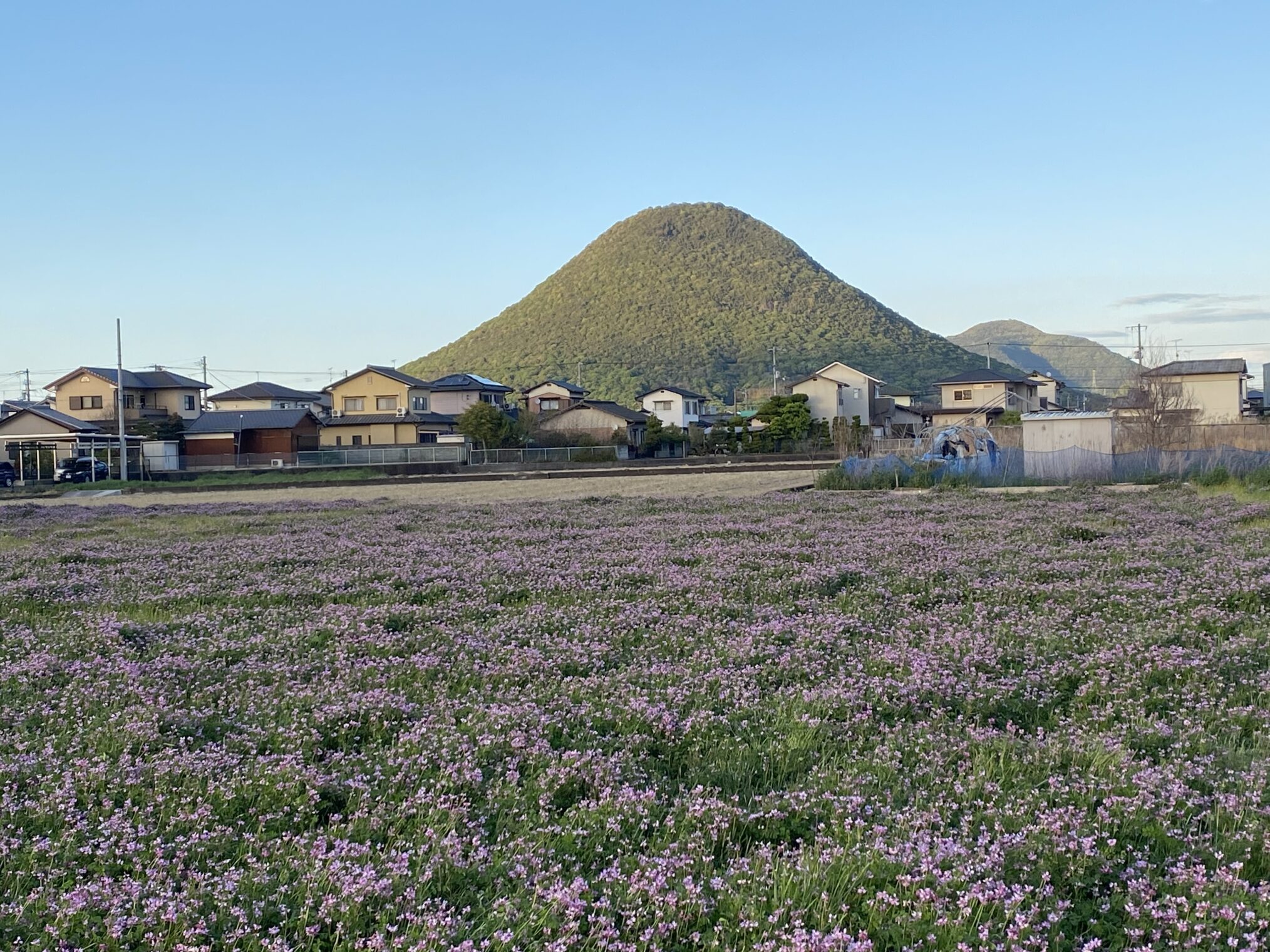 郡家町で讃岐富士をバックにれんげそうが咲き誇ってる | まるごと・中 