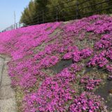 綾歌町岡田下 香川用水 芝桜