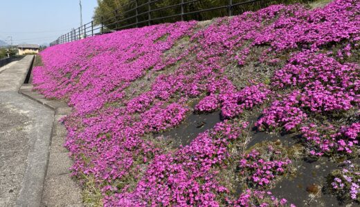 小津森池付近の香川用水に並行して植えられたシバザクラが見頃を迎えてる